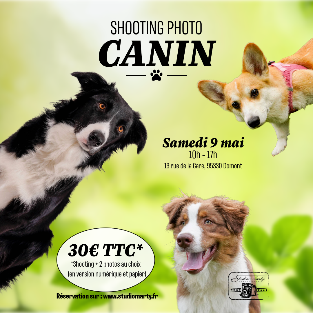 Journ&eacute;e Shooting photo canin